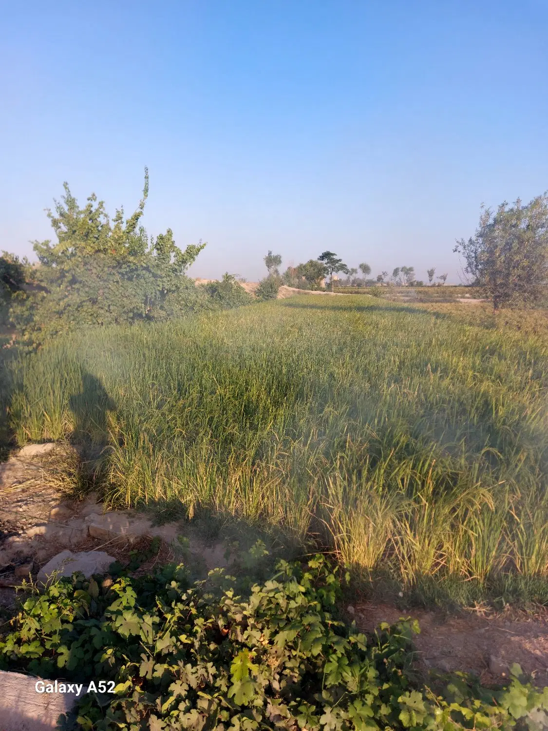 فروش زمین کشاورزی ورنامخواست