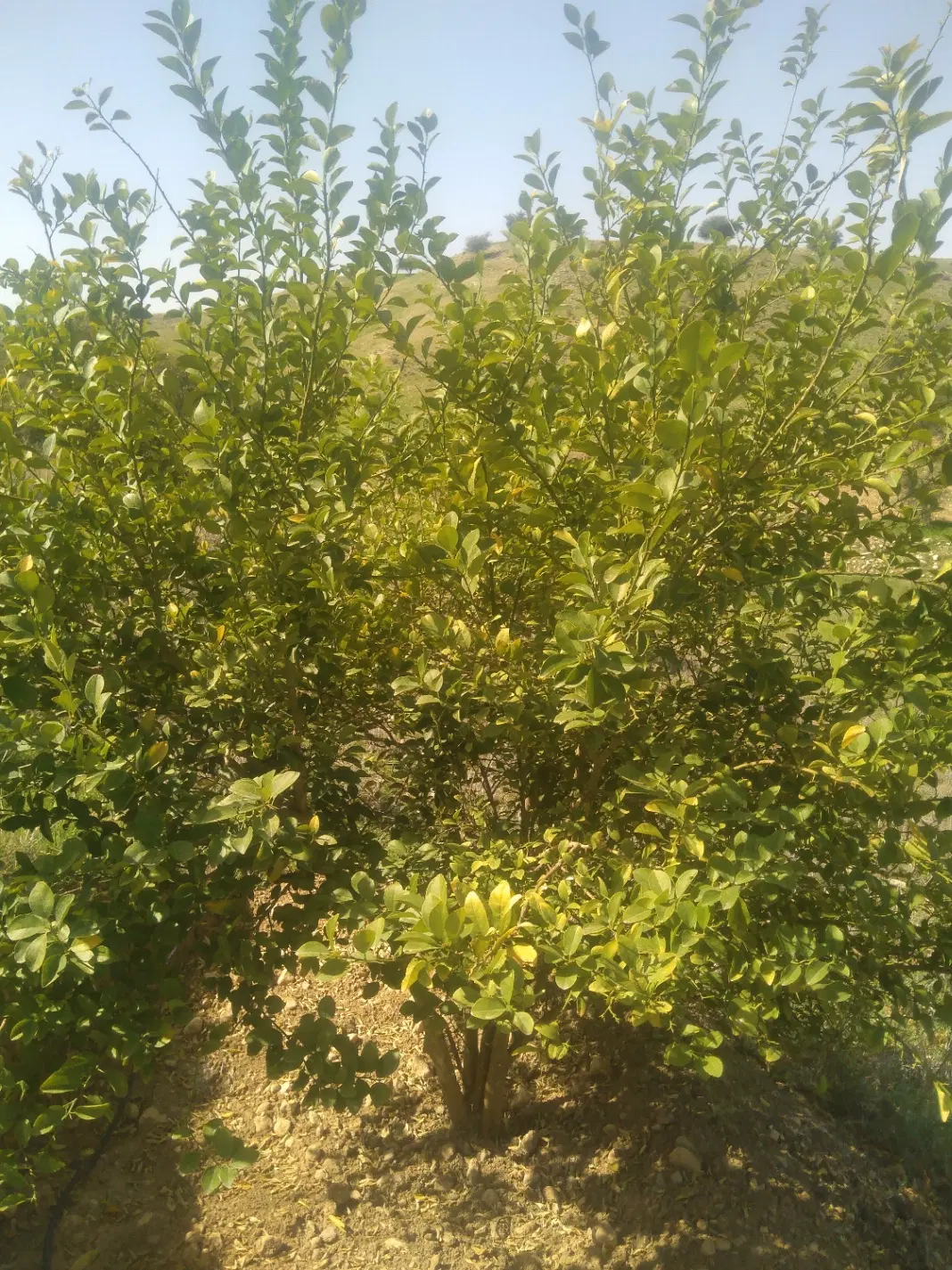 فروش باغ لیمو