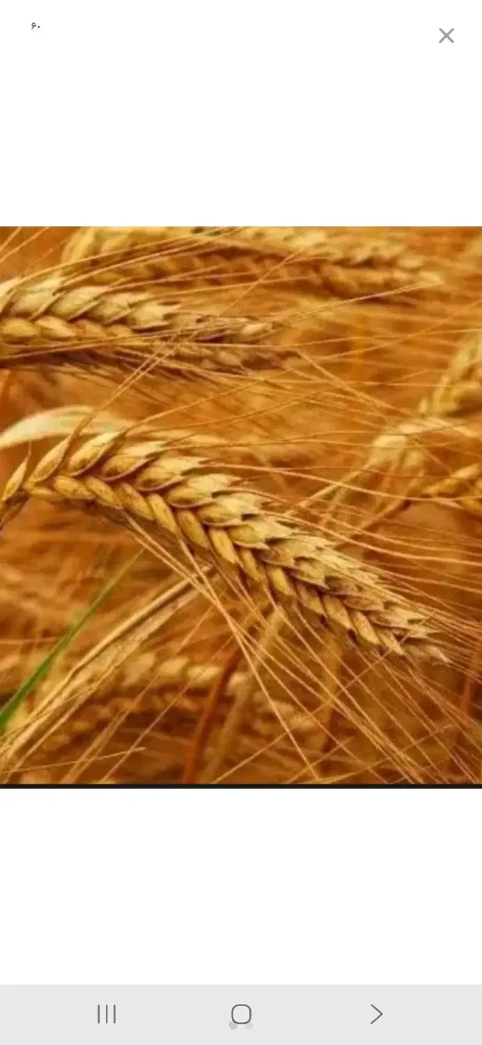 کندم دیم