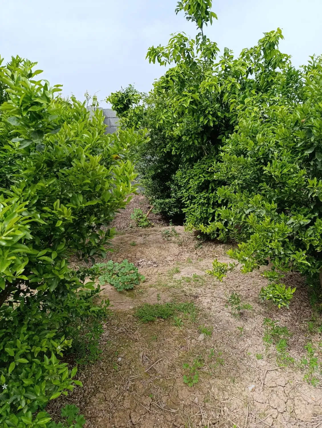 فروش ۱۰۰۰باغ شمس آباد