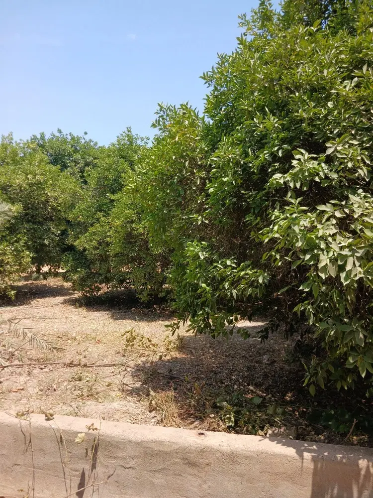 باغ مرکبات در دزفول سرمایه‌گذاری پرسود