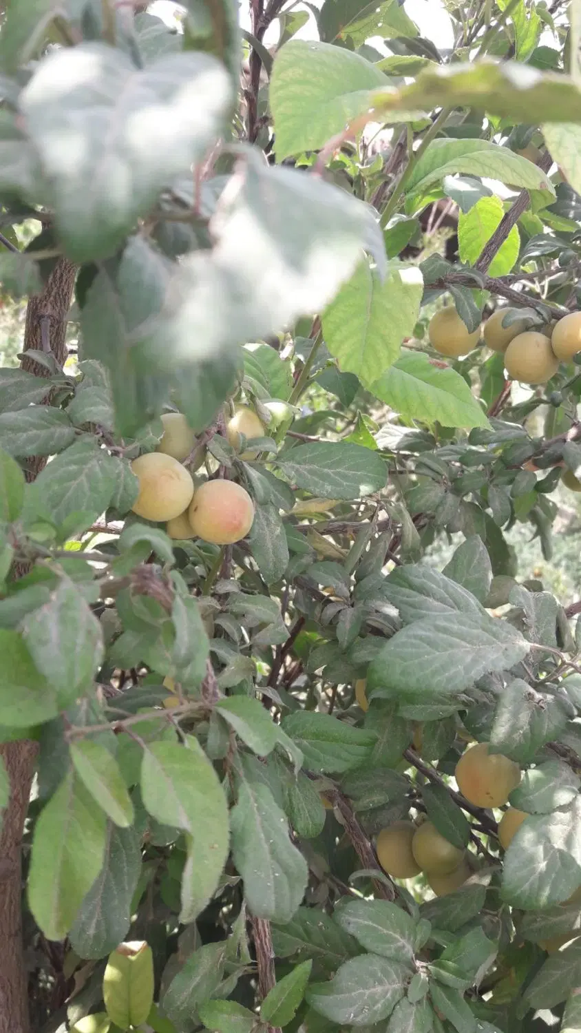 باغچه ۵۵۰متر چهار دیواری بادرختهای مثمر