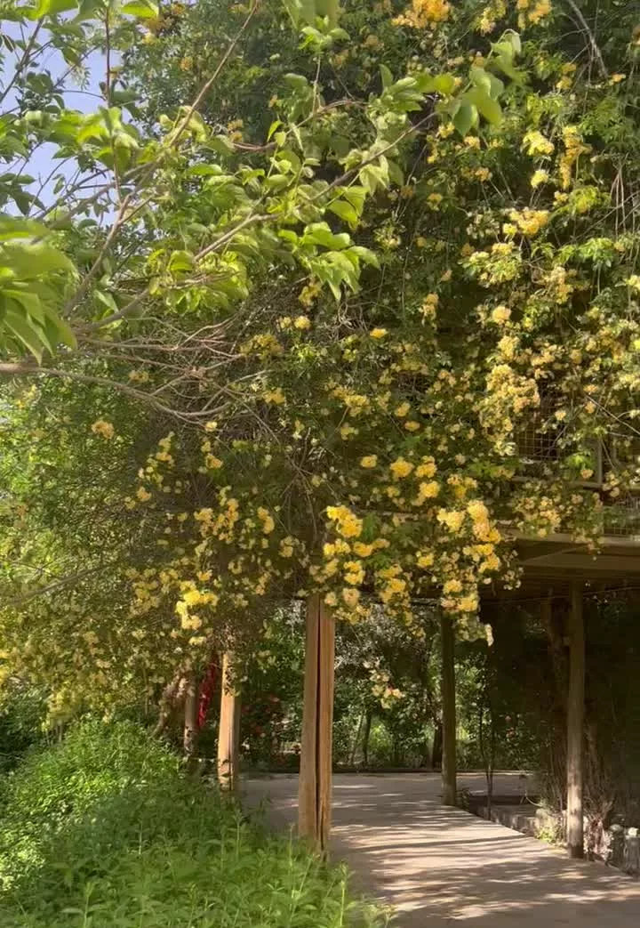 خانه باغ ۱۰۰۰ متری تک برگ سند ابریشم