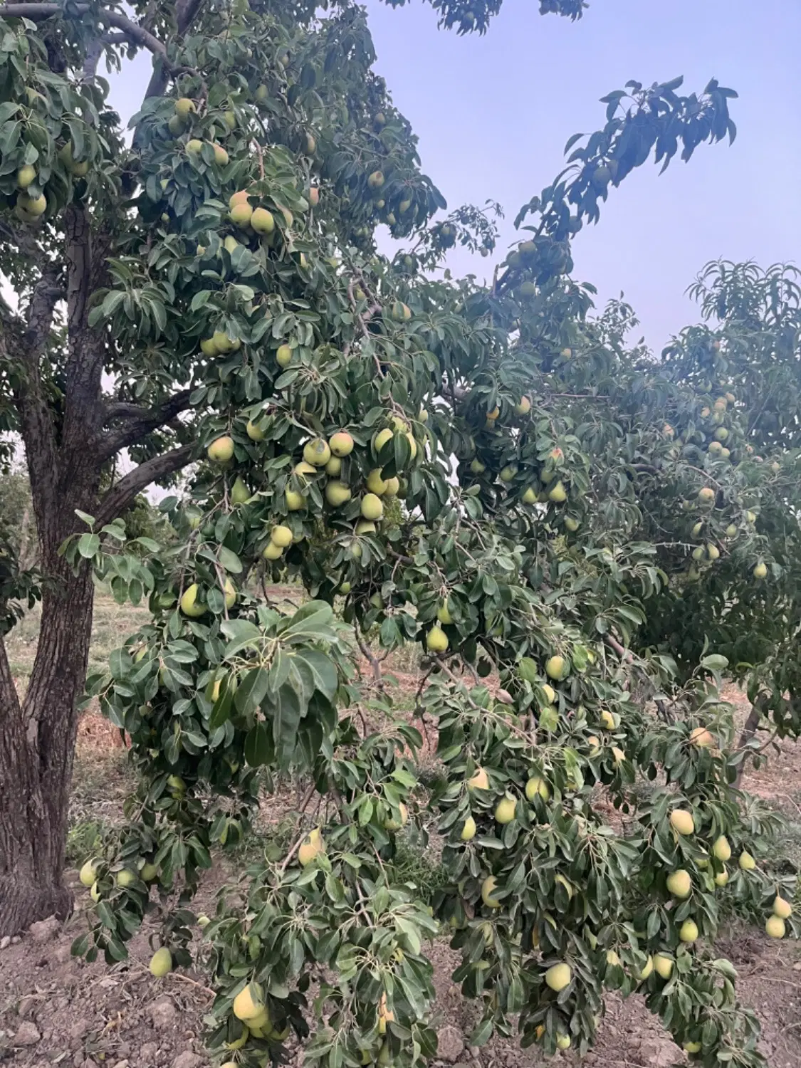 اجاره باغ گلابی درگز