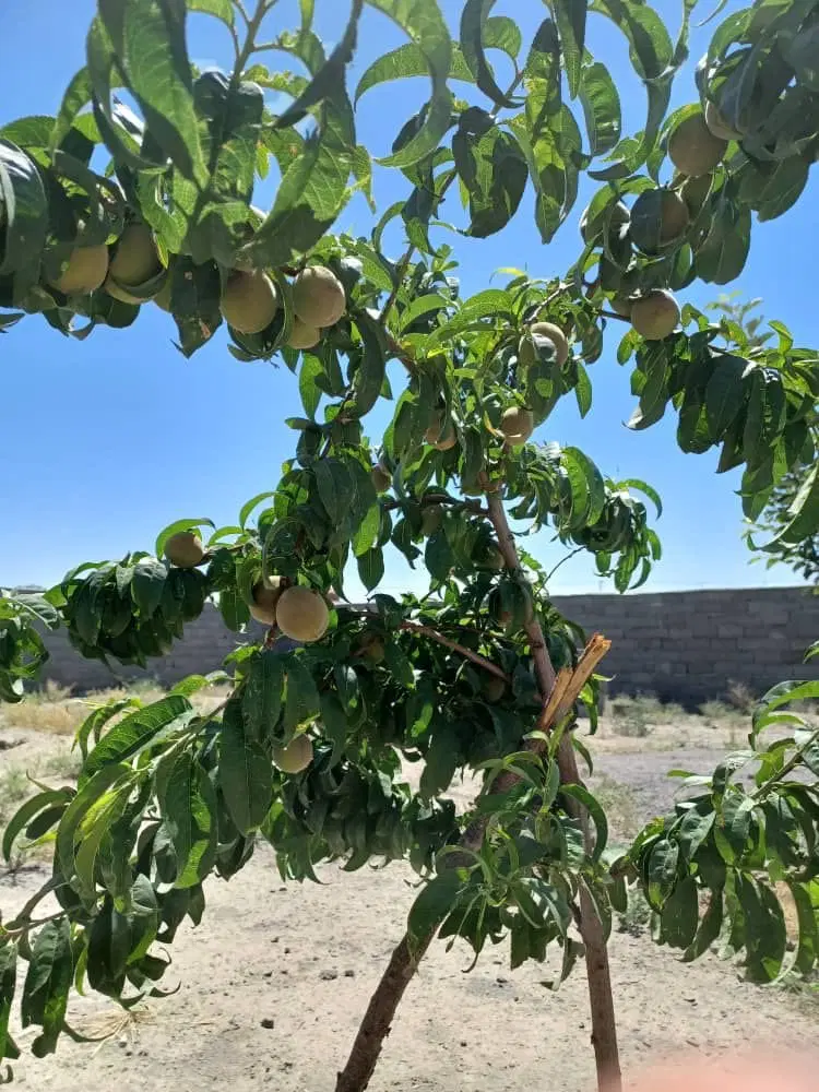 باغ و زمین عسگریه