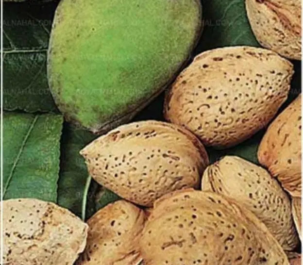 زمین فروشی(باغ بادام)