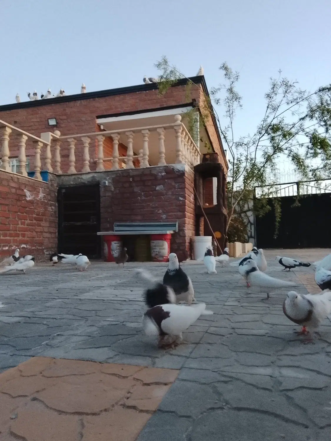 همخونه