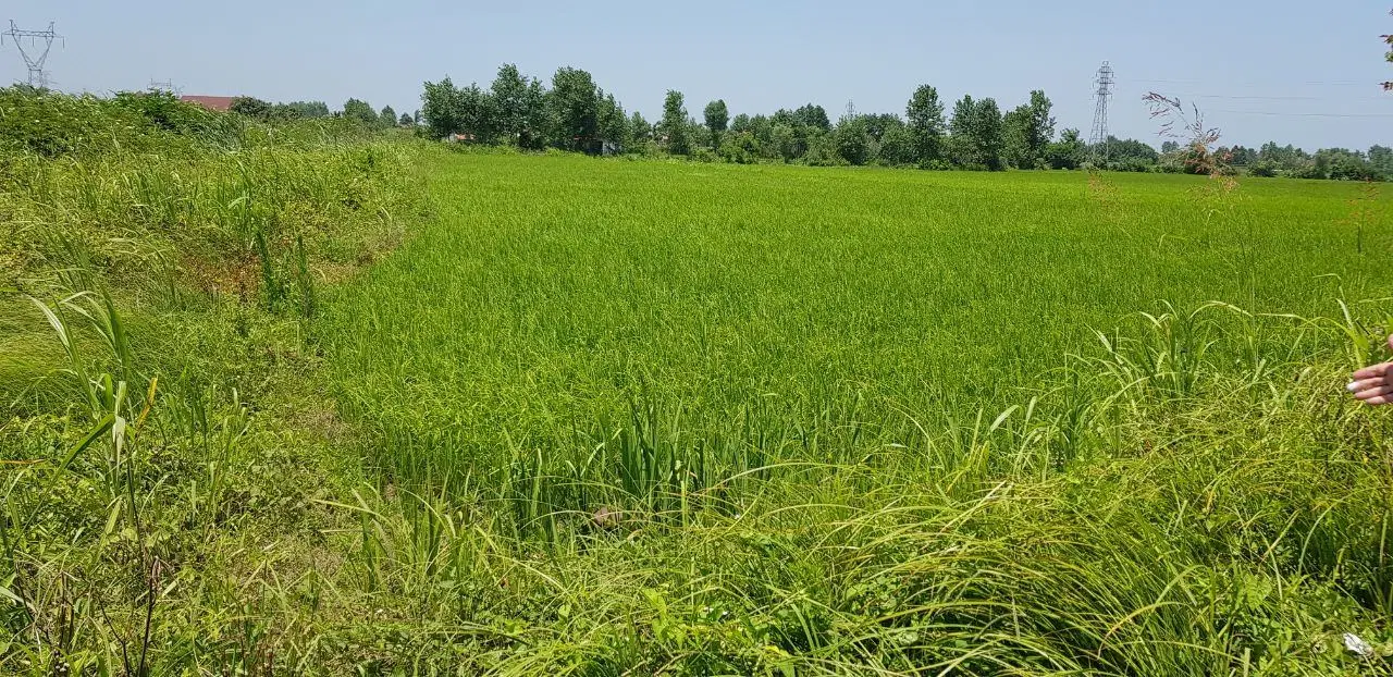 زمین زراعی برنج