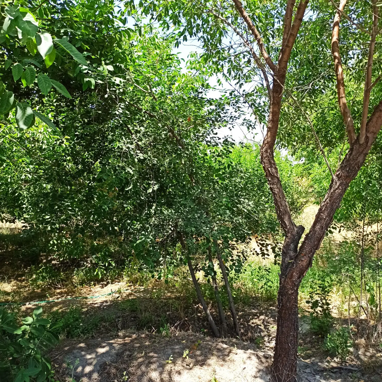 چیچکلو باغچه الوان
