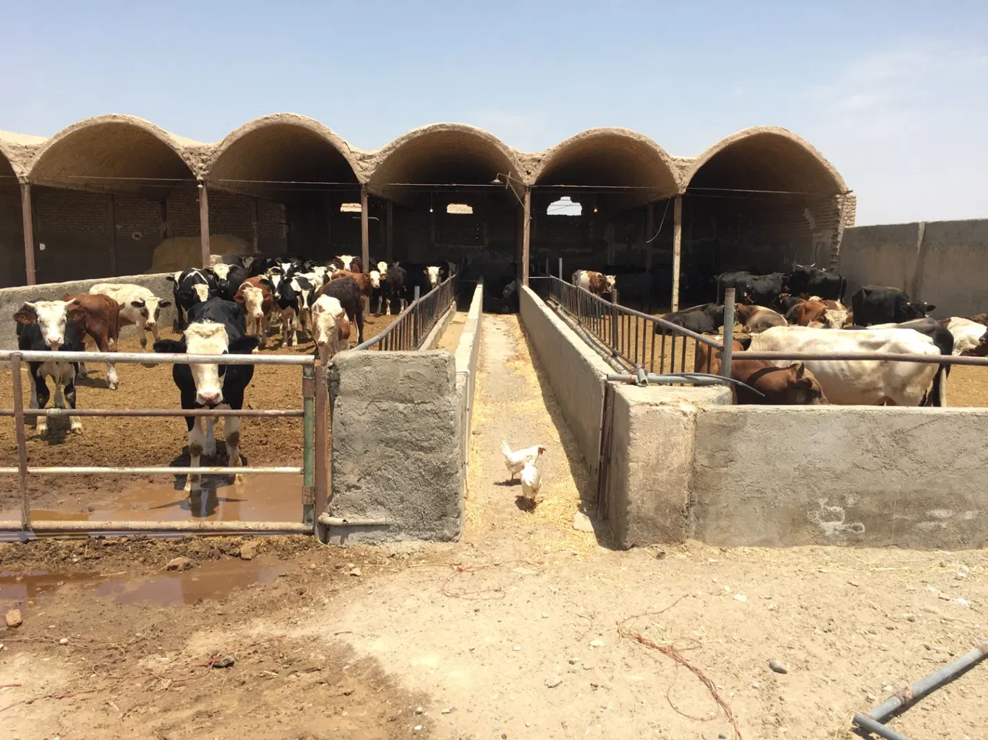 گاوداری دامداری مزرعه شتر مرغ