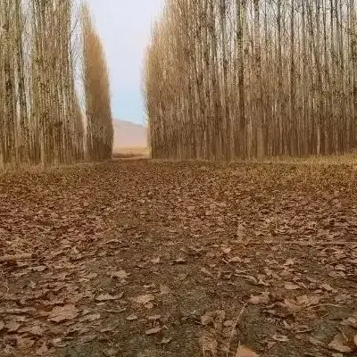زمین مسکونی مراجول
