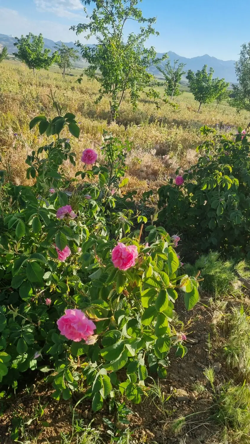 باغ میوه