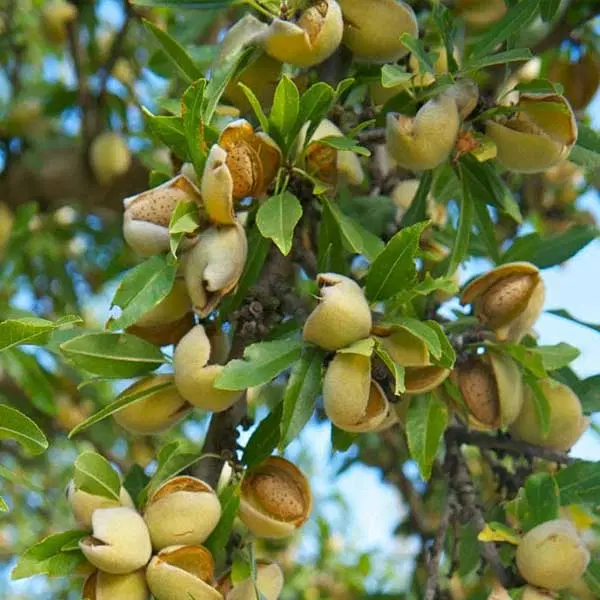زمین کشاورزی