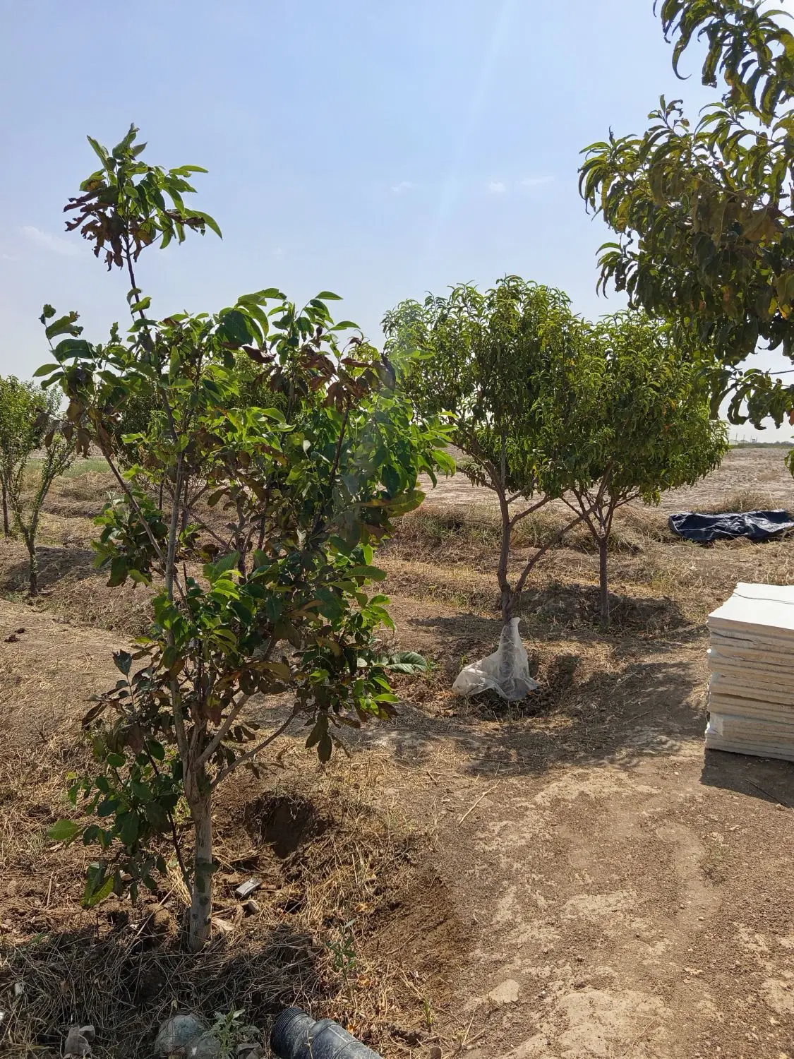 باغ باغچه300متری