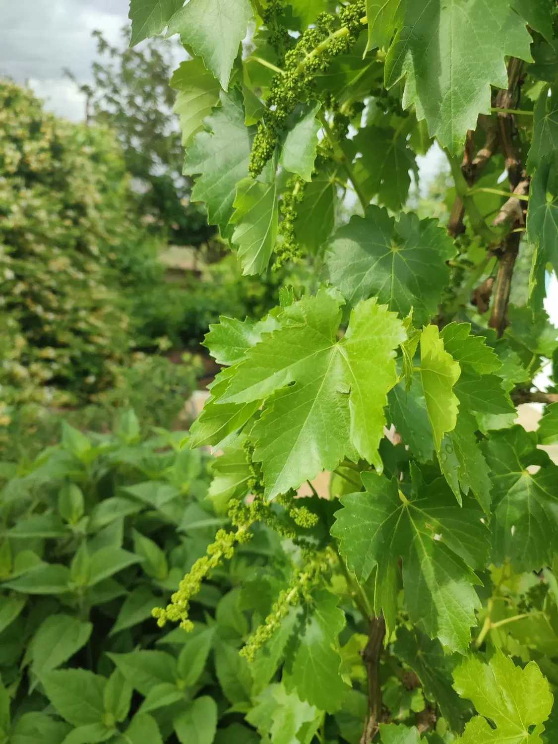 باغ پسته و زعفران
