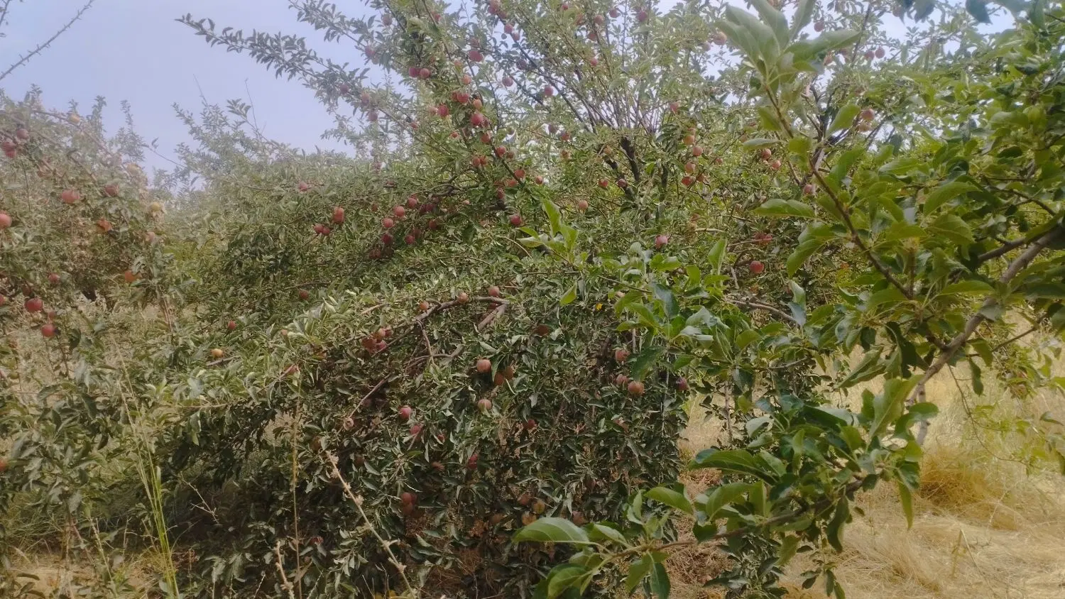 زمین 8500متر