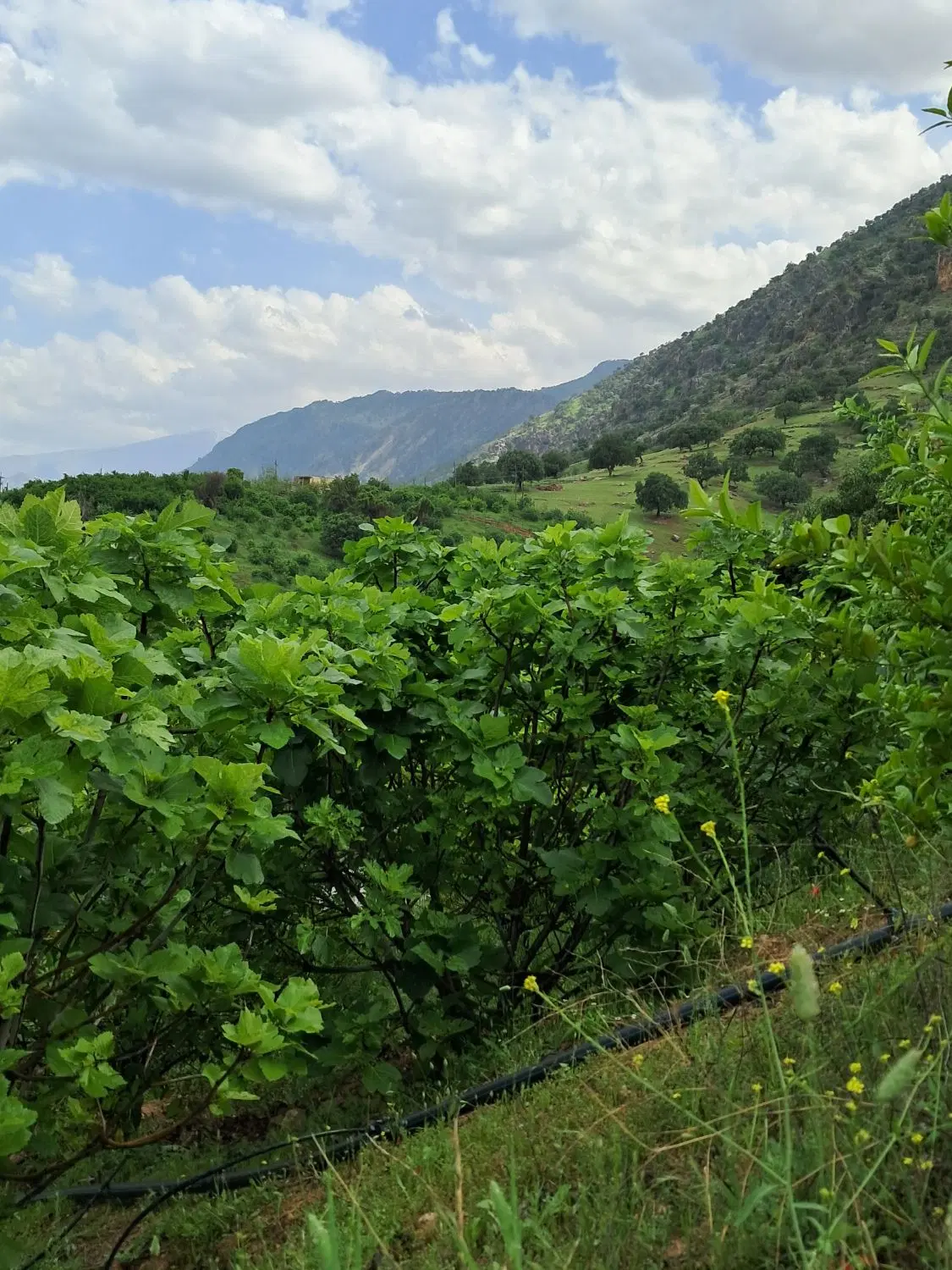 فروش باغ