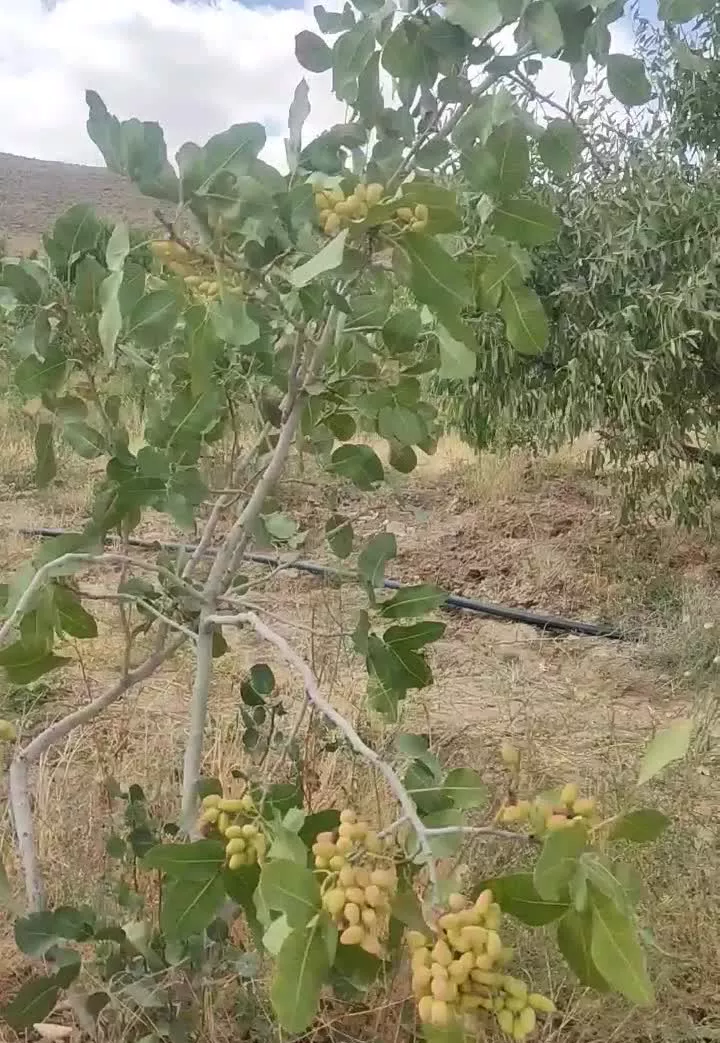 باغ و باغچه فروش 500متر تا5000متر