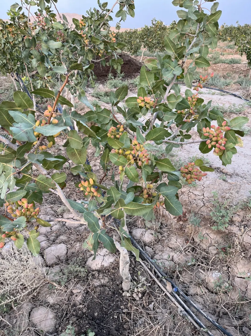فروش باغ پسته