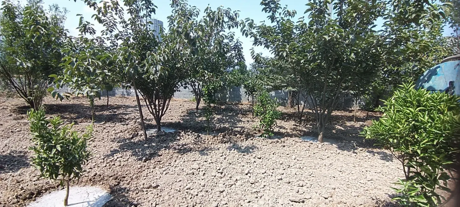 باغ با سند تک برگ لب جاده قدیم