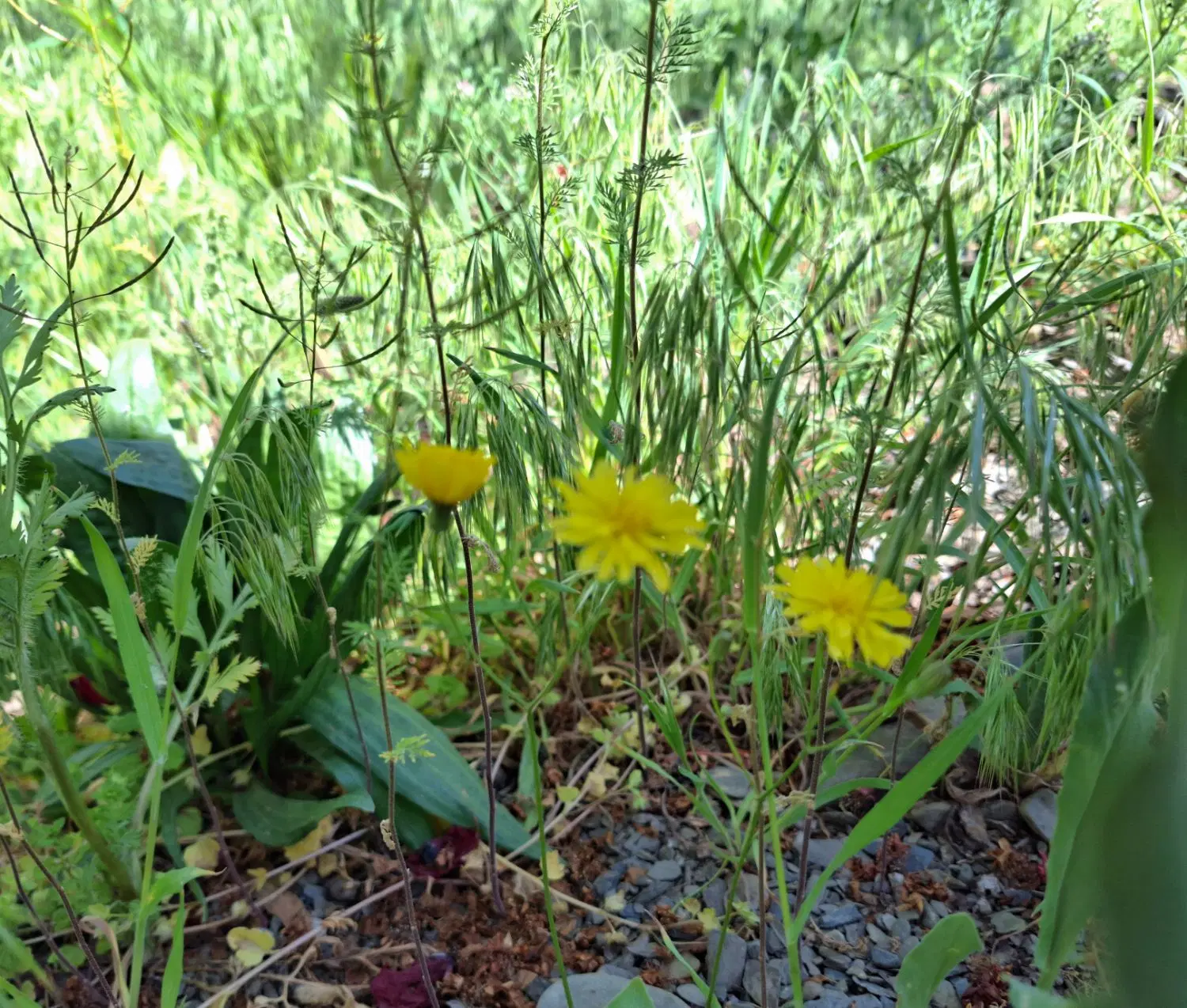 باغ ویلا داخل روستای کاهو با ویو کوه و دشت و جنگل