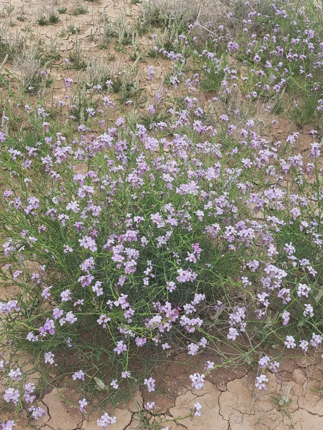 زمین کشاورزی دیم