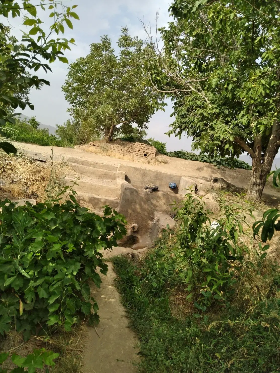باغ انگوری