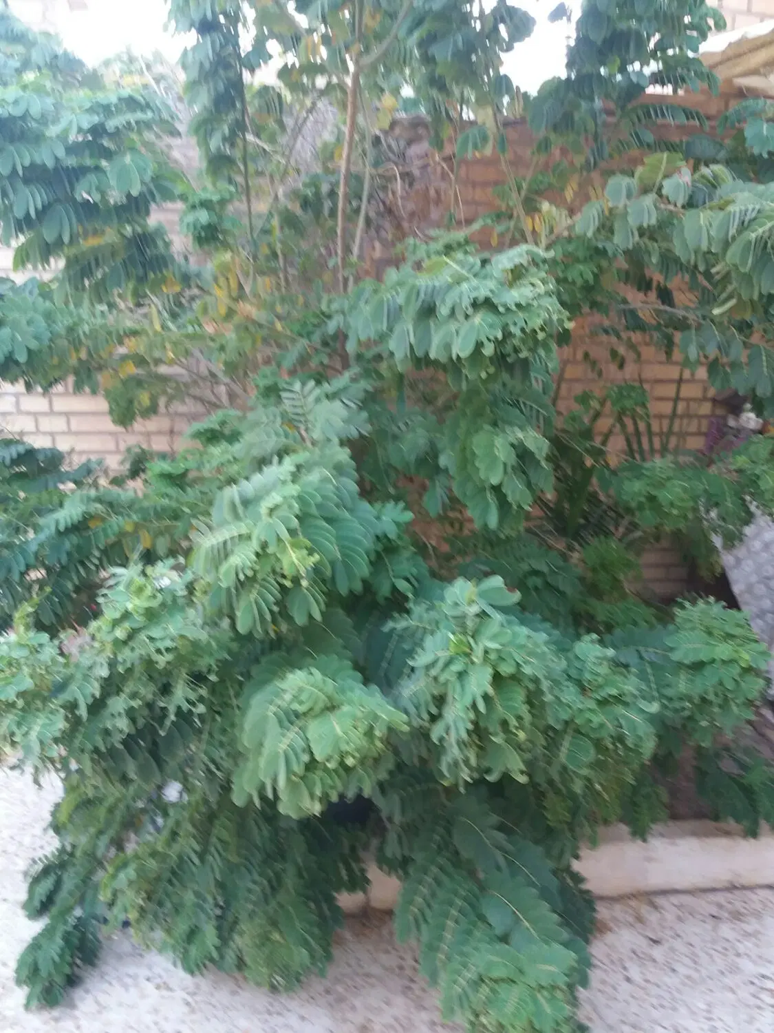 زمین جهت فروش روستای منیخ