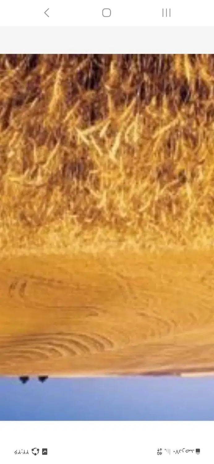 زمین دیم ساتیله