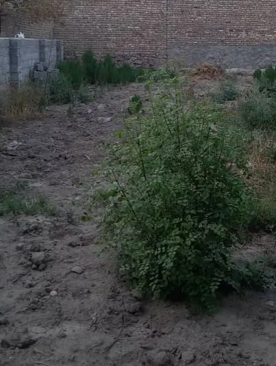 مژده به خریداران قطعه زمین با اصالت در بدل آباد