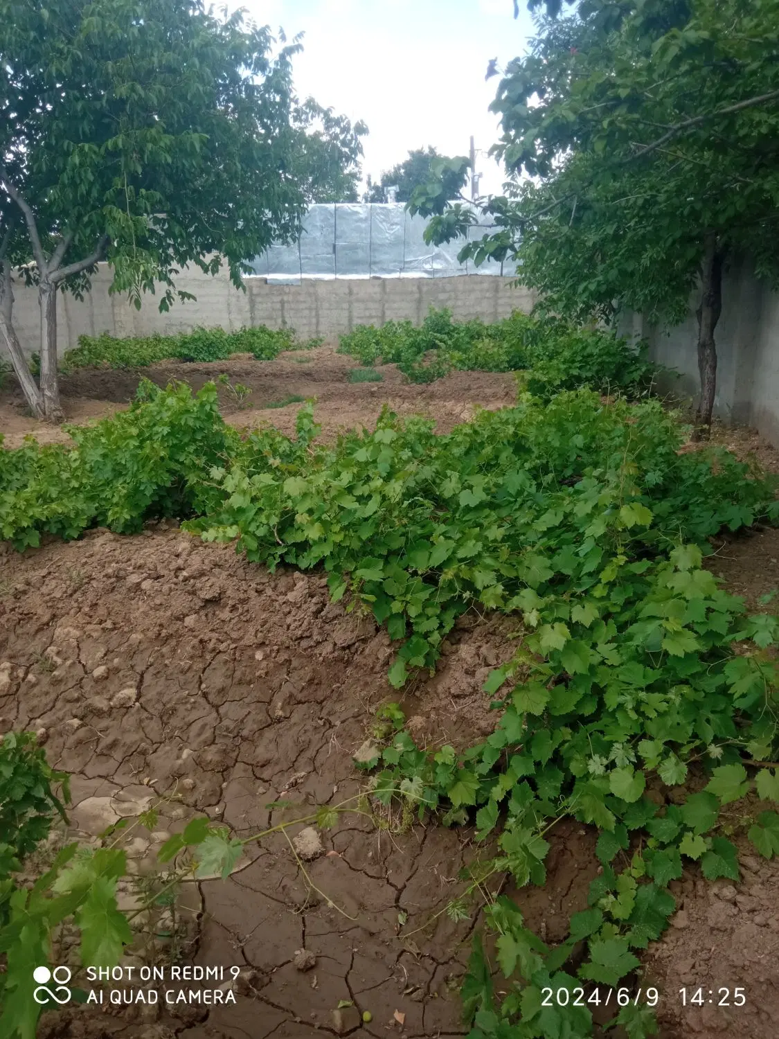 فروش و معاوضه باغ حیدره