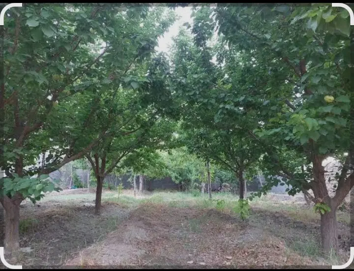 باغ و باغچه