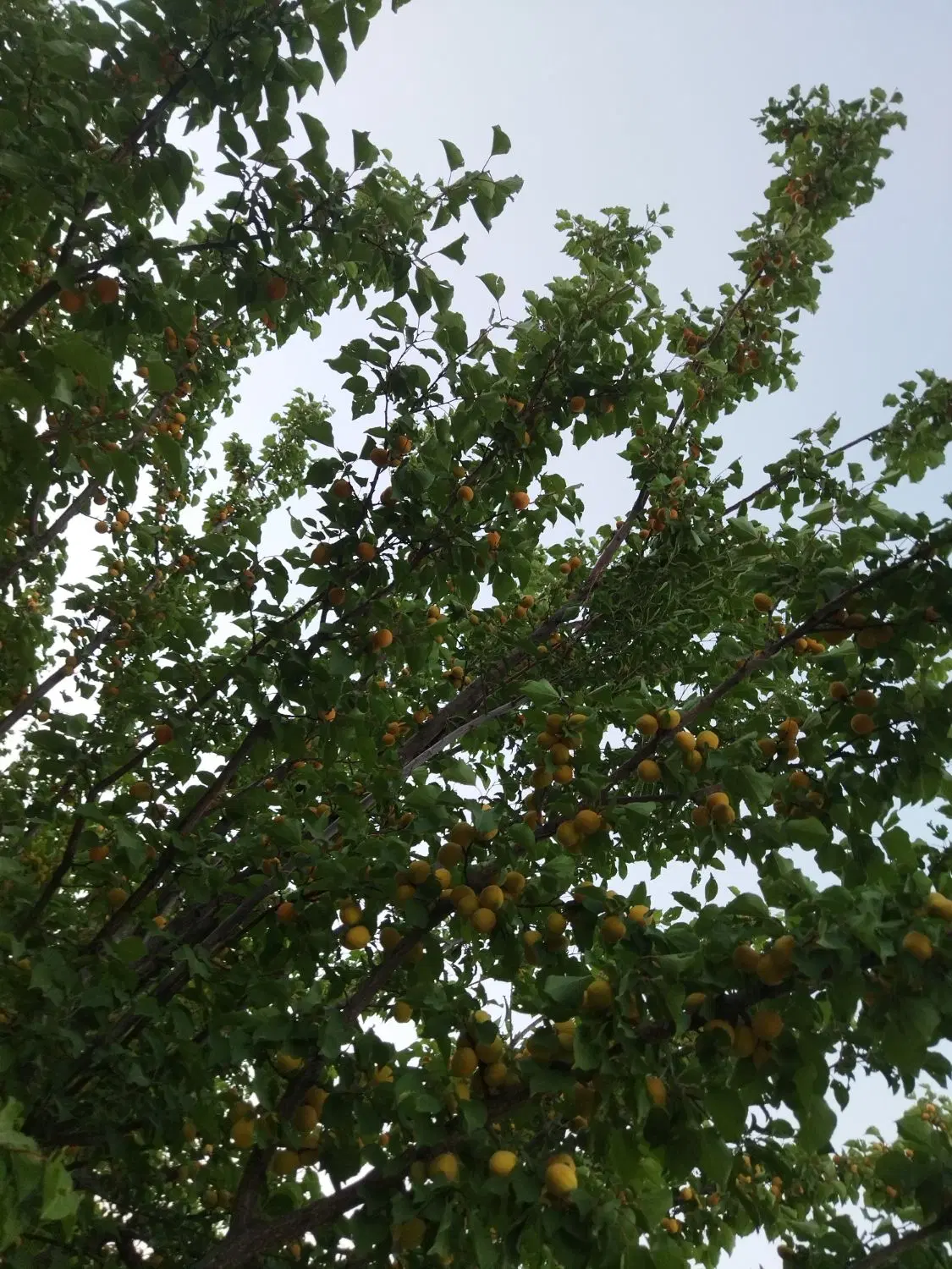 زمین  آدینان،درگاه سلیمان