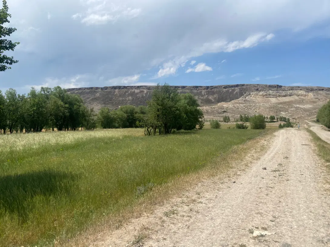 زمین باغی شام اسبی