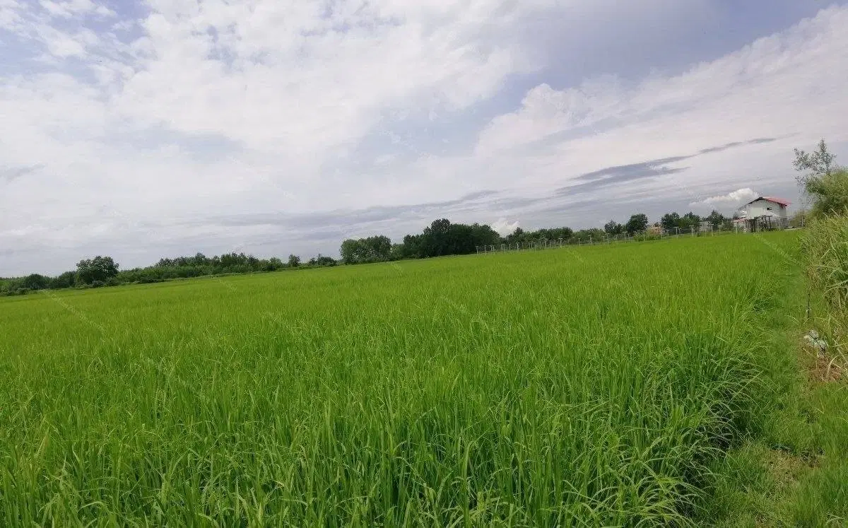زمین کشاورزی ۲۰۰۰ متر جاده دریا