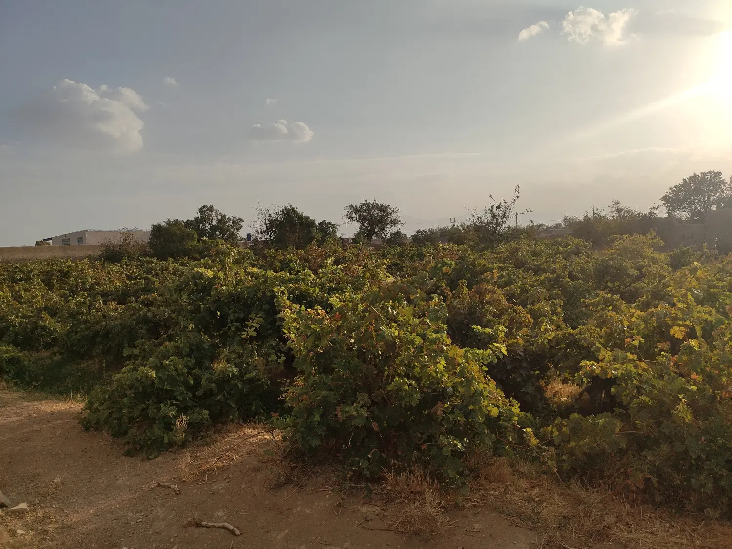 باغ انگوری