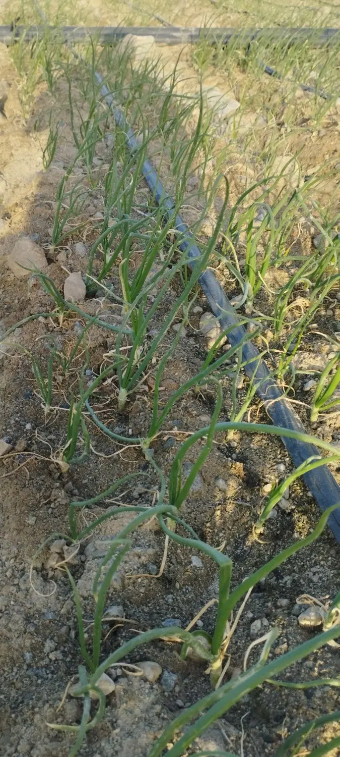 زمین کشاورزی