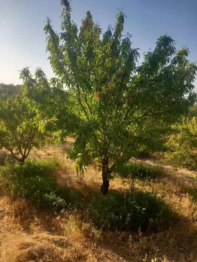 باغ کنار جاده اصلی پل زمانخان