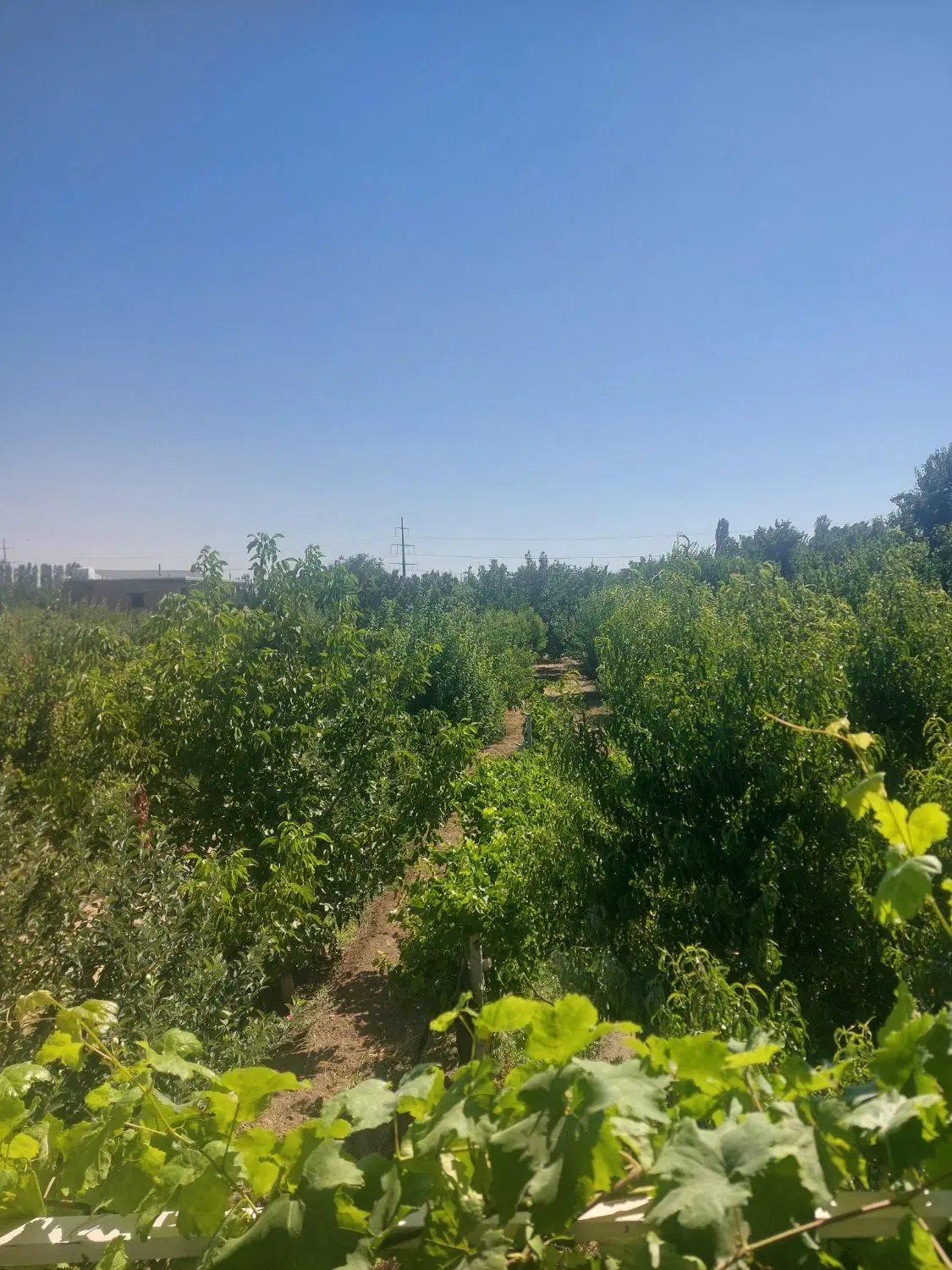 باغ میوه بارده. جاده سلماس یغمورعلی