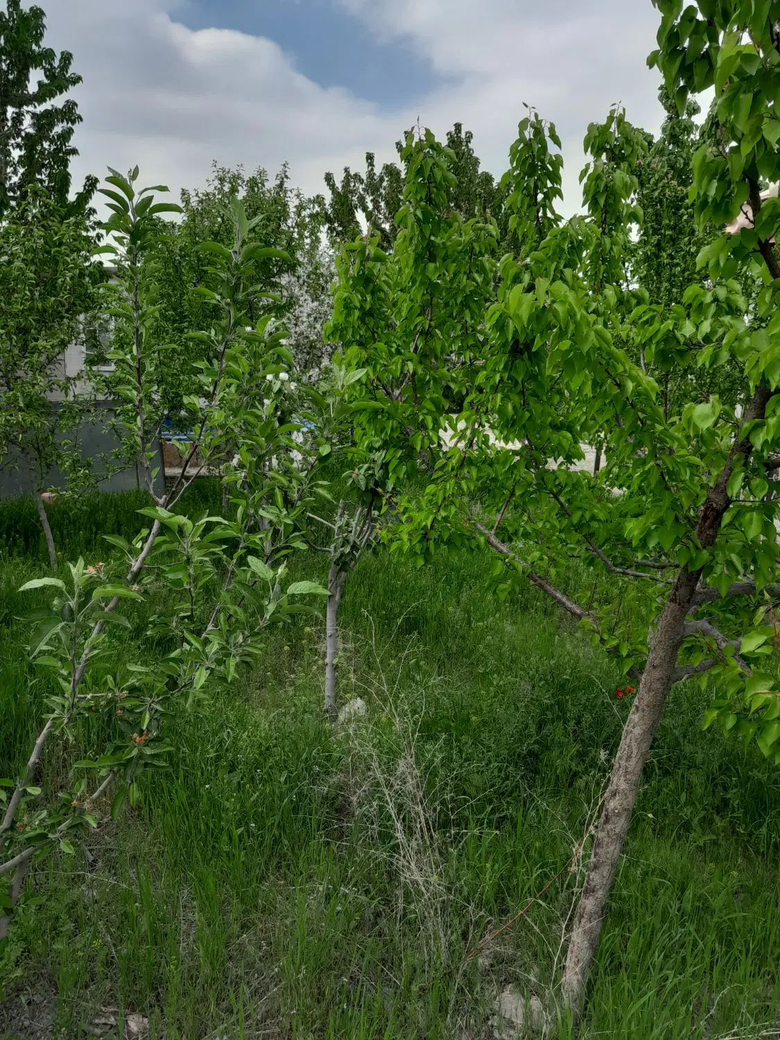 باغ ویلا ۷۰۰ متری شاهنامه ۱۸ معاوضه با خودرو