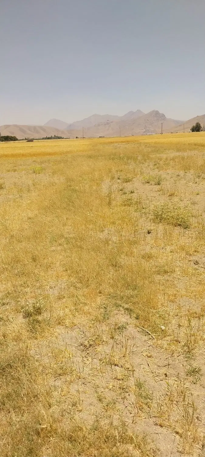 زمین کشاورزی