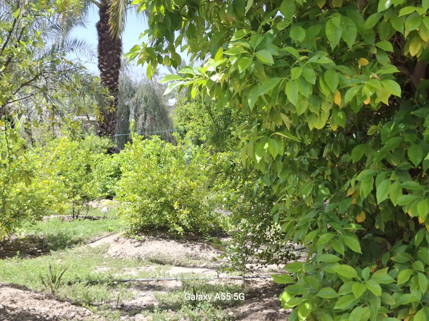 فروش باغچه