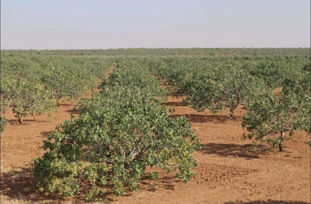 ده هزار متر زمین باغ پسته بندر خشک گمرک،(سن سن )