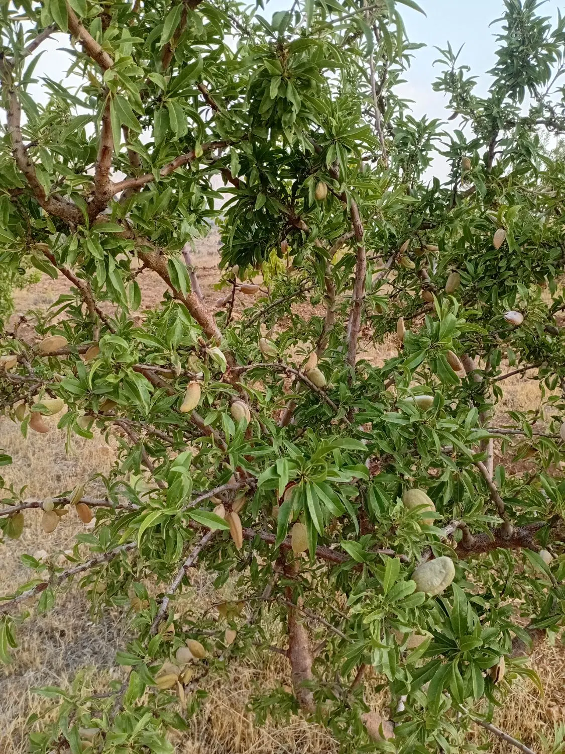 باغ باغچه دشت ارژن