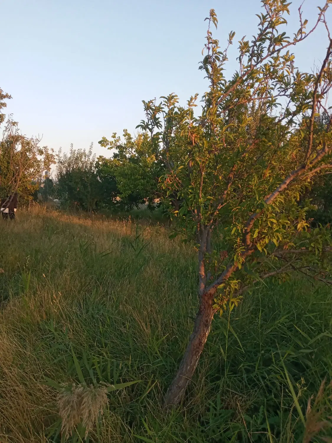 فروش باغ در نرسیده به سد روستای زاویه