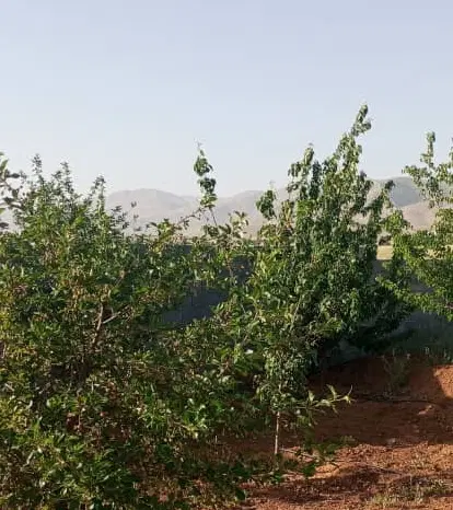 فروش باغشهر گلستانه