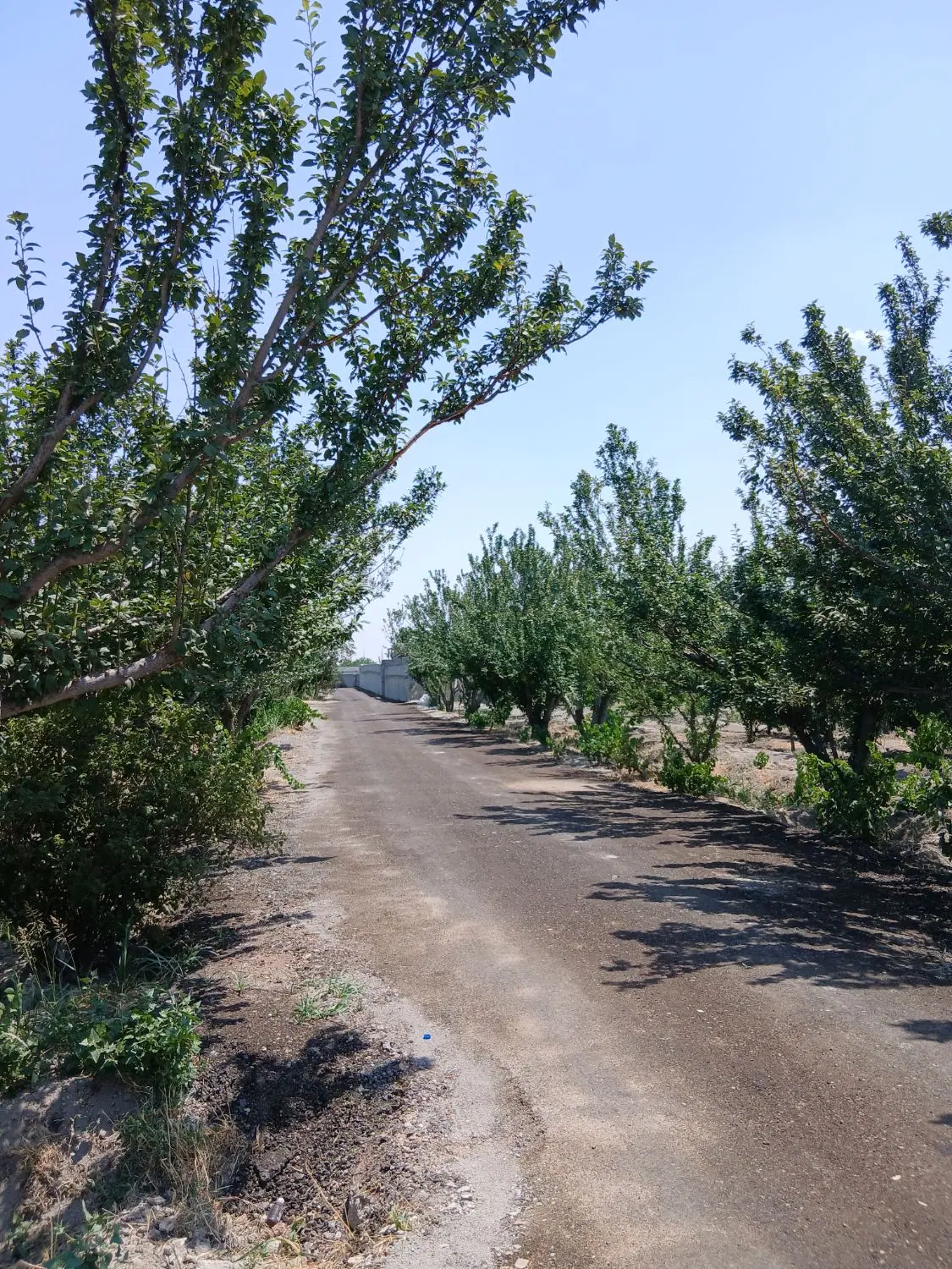 باغ وباغچه_۱۸۹متری_سرسبز_درختان قدیمی_تک برگ