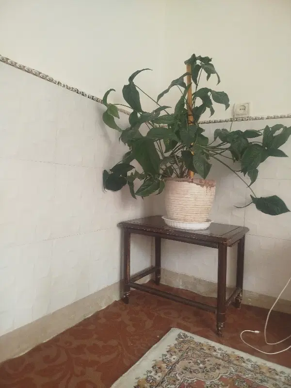 زیرزمین ۲۰متری تمیزوبازسازی شده