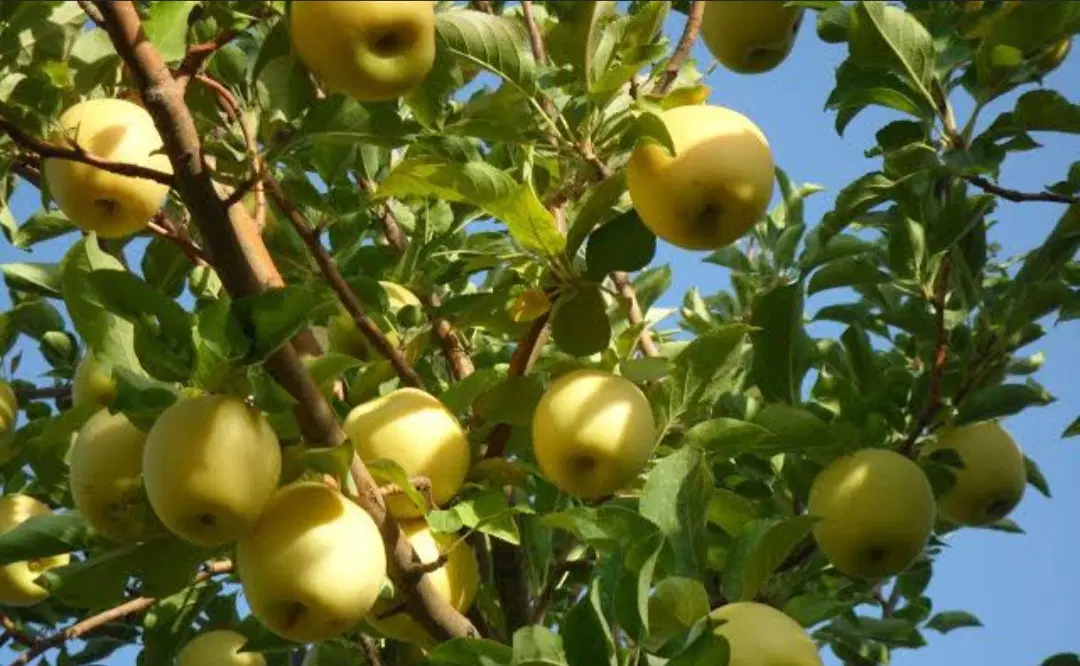 باغ میوه
