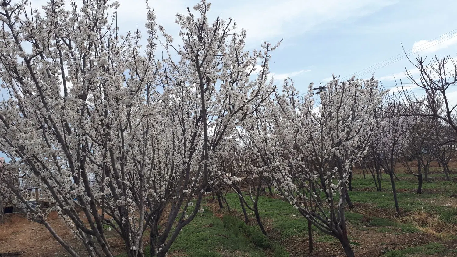 طرمزد زمین و باغ ویلا و سوله